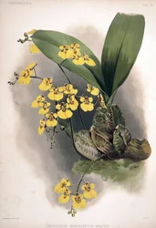 Rossioglossum ampliatum como sin.: Oncidium ampliatum var. majus